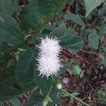 Melanthera nivea Voninkazo