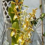 Phalaenopsis fasciata Flower