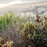 Phacelia ramosissima Pokrój