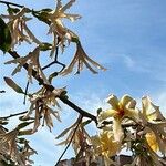 Ceiba insignis Flor