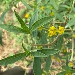 Flaveria bidentis Leaf