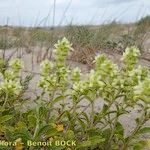 Stachys maritima অভ্যাস