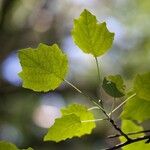 Populus × canescens Leaf