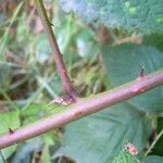 Rubus ammobius Кора