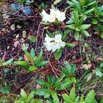 Rhododendron aureum ᱵᱟᱦᱟ