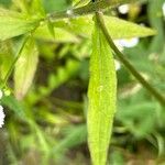 Erigeron annuus Blad