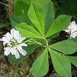 Trifolium resupinatum Floare