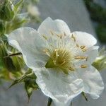 Potentilla alchimilloides Fleur