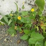 Sonchus oleraceus Habit