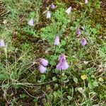 Soldanella pusilla 花