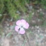 Dianthus godronianusᱵᱟᱦᱟ