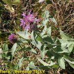 Centaurea jordaniana 形態