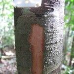 Guioa villosa Bark