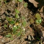 Marsilea strigosa عادت داشتن