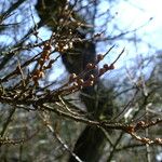 Hippophae rhamnoides Flor