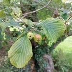 Crataegus punctataFolla