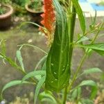 Amaranthus hybridusHostoa