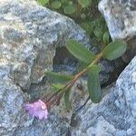 Epilobium alsinifolium 整株植物