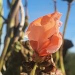 Phaseolus coccineus Flor