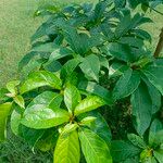 Terminalia superba Hoja