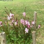 Oenothera lindheimeri Λουλούδι