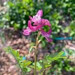 Corydalis cavaFleur