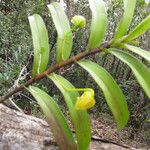 Dendrobium steatoglossum Vivejo