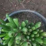 Crassula ovataЛист