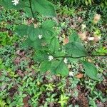 Doellingeria infirma Hoja