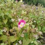 Torenia fournieri Fleur