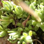 Saxifraga moschata Blad