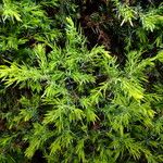 Juniperus rigida Blatt