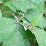 Solanum americanum Liść