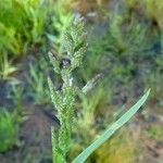 Polypogon viridis Fiore