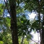 Acacia mangium Ліст