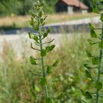 Lepidium campestre Meyve