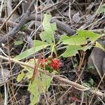 Rauvolfia serpentina Flower