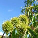 Castanea sativa Плод