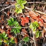 Alchemilla saxatilis 叶