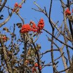 Erythrina abyssinica Flower