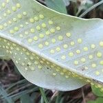 Niphidium crassifolium Blad