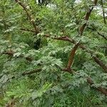 Vachellia robusta Агульны выгляд