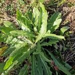 Hypochaeris glabra Leaf