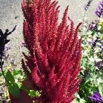 Amaranthus cruentusFlors