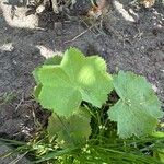 Alchemilla mollis 葉