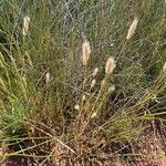 Polypogon maritimus Flower