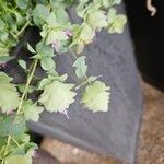 Origanum rotundifolium Flower