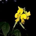 Crotalaria pallida Λουλούδι