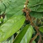 Aristolochia arborea Frunză