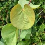 Cercis griffithii Blad